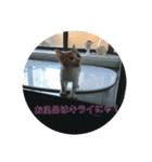 ルナちゃん①（個別スタンプ：3）