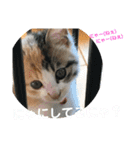 ルナちゃん①（個別スタンプ：16）
