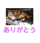 ルナちゃん①（個別スタンプ：40）