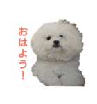 パンナdeすたんぷ（個別スタンプ：1）