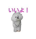 パンナdeすたんぷ（個別スタンプ：6）