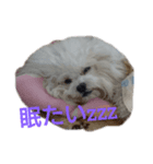 パンナdeすたんぷ（個別スタンプ：7）