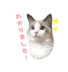 あさかZOO 2（個別スタンプ：3）