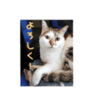 あさかZOO 2（個別スタンプ：7）