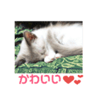 あさかZOO 2（個別スタンプ：22）