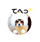 あさかZOO 2（個別スタンプ：31）