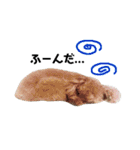 あさかZOO 2（個別スタンプ：38）