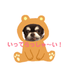 ぶさ可愛チワワ busakawa（個別スタンプ：1）