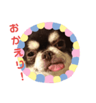 ぶさ可愛チワワ busakawa（個別スタンプ：3）