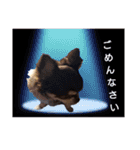 ぶさ可愛チワワ busakawa（個別スタンプ：4）