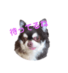 ぶさ可愛チワワ busakawa（個別スタンプ：6）