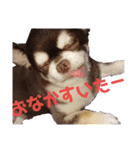 ぶさ可愛チワワ busakawa（個別スタンプ：7）