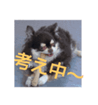 ぶさ可愛チワワ busakawa（個別スタンプ：8）