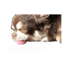 ぶさ可愛チワワ busakawa（個別スタンプ：11）