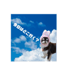 ぶさ可愛チワワ busakawa（個別スタンプ：16）