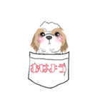 愛犬まろ（個別スタンプ：1）