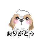 愛犬まろ（個別スタンプ：4）