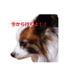 我が家の癒しイヌネコ（個別スタンプ：3）
