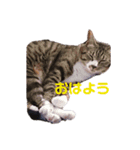 我が家の癒しイヌネコ（個別スタンプ：7）