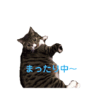我が家の癒しイヌネコ（個別スタンプ：8）