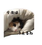 三毛猫くーちゃんPart3（個別スタンプ：3）