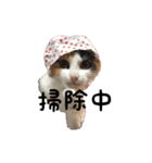 三毛猫くーちゃんPart3（個別スタンプ：4）