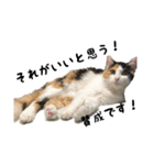 三毛猫くーちゃんPart3（個別スタンプ：7）