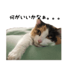 三毛猫くーちゃんPart3（個別スタンプ：8）