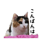 三毛猫くーちゃんPart3（個別スタンプ：10）