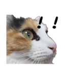 三毛猫くーちゃんPart3（個別スタンプ：12）