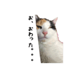 三毛猫くーちゃんPart3（個別スタンプ：16）