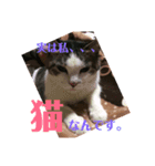 我が家のアイドルまおにゃん（個別スタンプ：1）