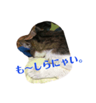 我が家のアイドルまおにゃん（個別スタンプ：6）