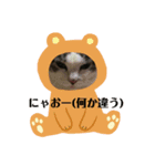 我が家のアイドルまおにゃん（個別スタンプ：8）