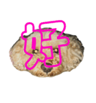 トイプードルのメリー（個別スタンプ：9）