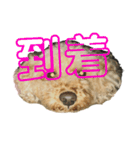 トイプードルのメリー（個別スタンプ：13）