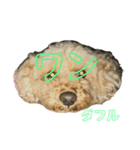 トイプードルのメリー（個別スタンプ：20）