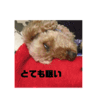 トイプードルのメリー（個別スタンプ：35）