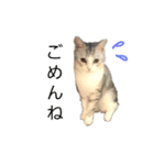 にゃんこの日常スタンプcat（くうちゃん）（個別スタンプ：2）
