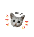 にゃんこの日常スタンプcat（くうちゃん）（個別スタンプ：4）