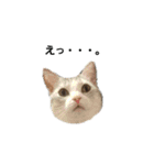 にゃんこの日常スタンプcat（くうちゃん）（個別スタンプ：6）