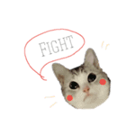 にゃんこの日常スタンプcat（くうちゃん）（個別スタンプ：10）