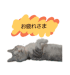 にゃんこの日常スタンプcat（くうちゃん）（個別スタンプ：12）