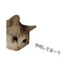 にゃんこの日常スタンプcat（くうちゃん）（個別スタンプ：13）