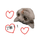 にゃんこの日常スタンプcat（くうちゃん）（個別スタンプ：15）