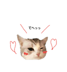 にゃんこの日常スタンプcat（くうちゃん）（個別スタンプ：17）
