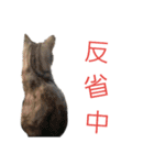 にゃんこの日常スタンプcat（くうちゃん）（個別スタンプ：19）