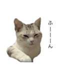 にゃんこの日常スタンプcat（くうちゃん）（個別スタンプ：23）