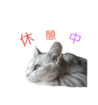 にゃんこの日常スタンプcat（くうちゃん）（個別スタンプ：24）