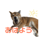柴犬コータのスタンプ（個別スタンプ：1）